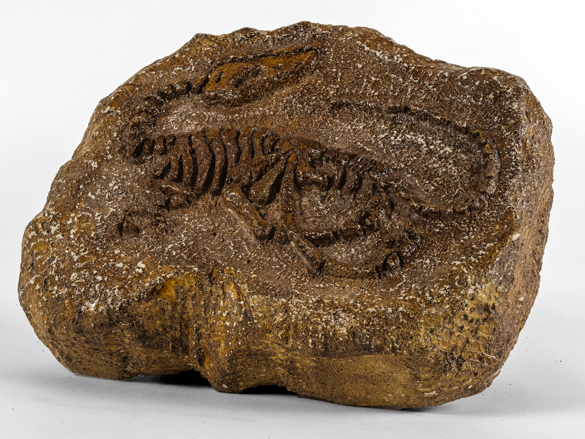 Fossil of Compsognathus by Jonathan Donna - Concrete and Vermiculite carving